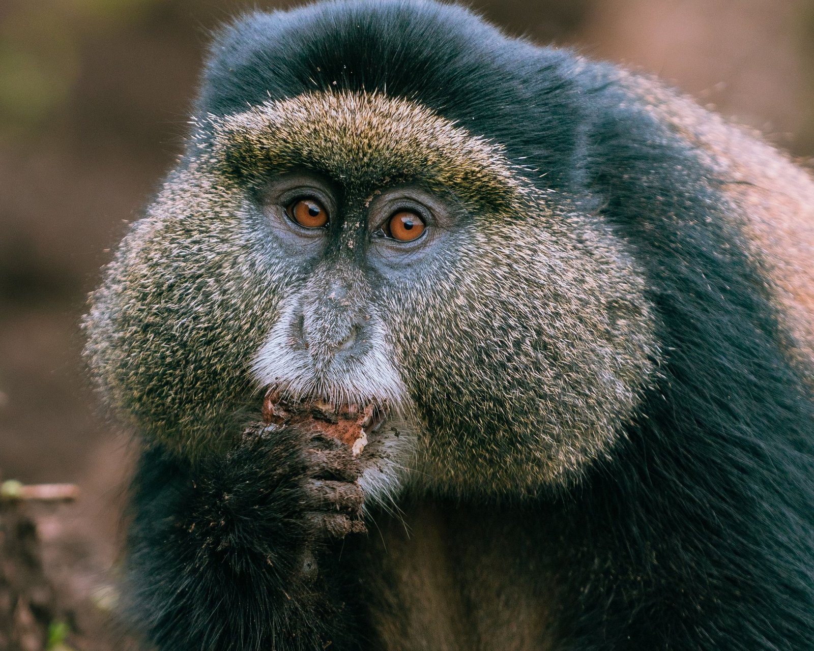 Golden Monkey Trek