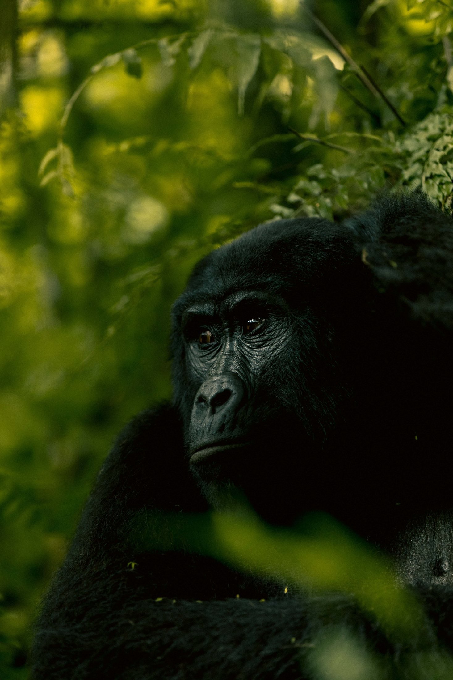 Chimpanzee trekking