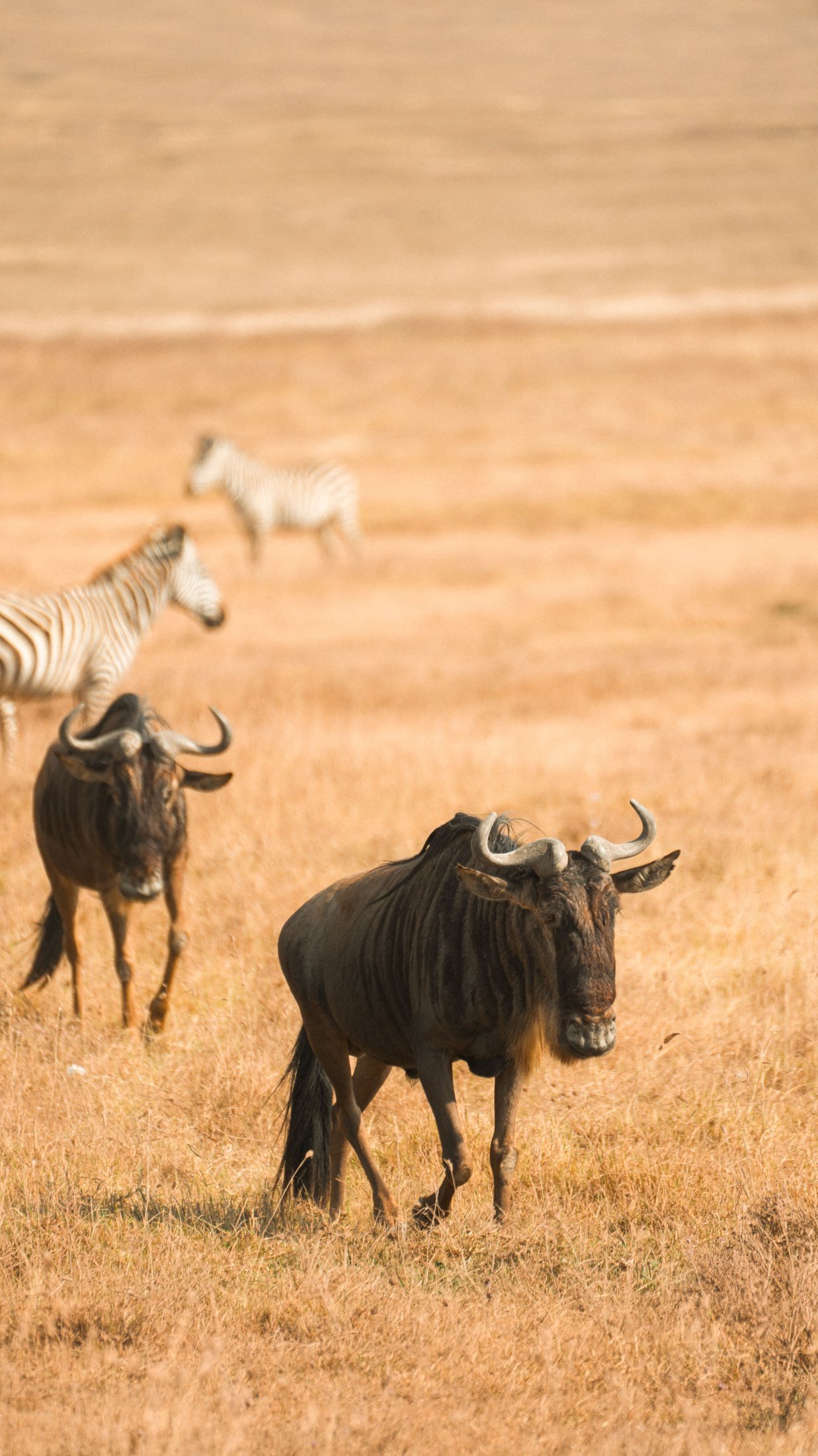 Serengeti